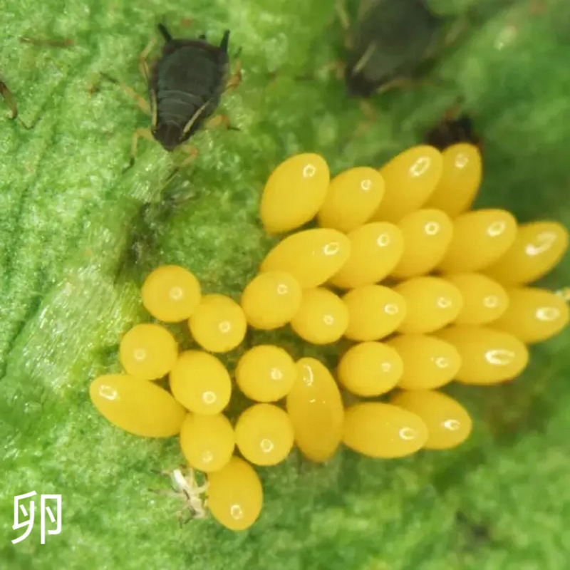 1、瓢虫卵.JPG