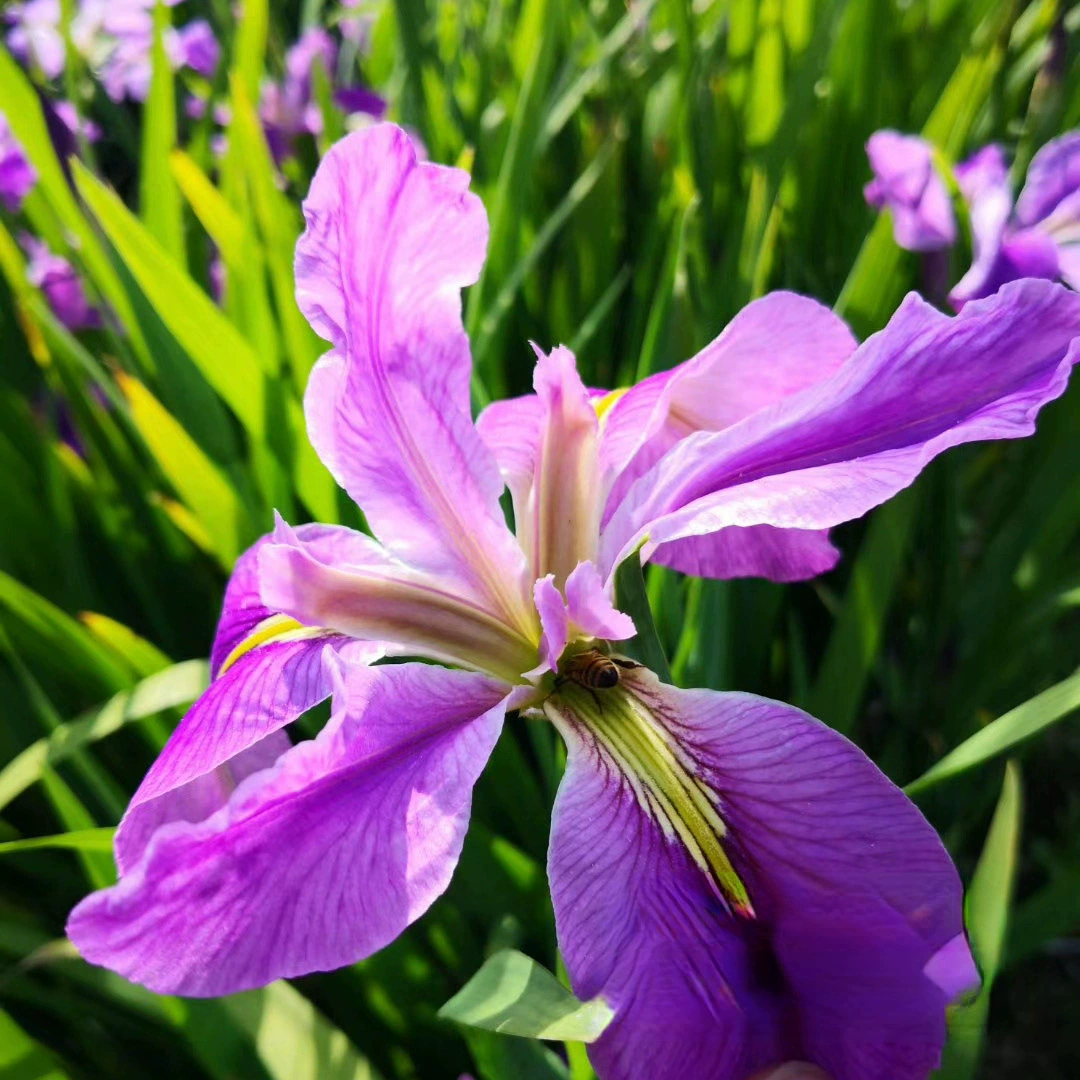 Сибирский Ирис Водный вечнозеленый Ирис База Оптовая Детские Построенные водно-болотные угодья Водные растения