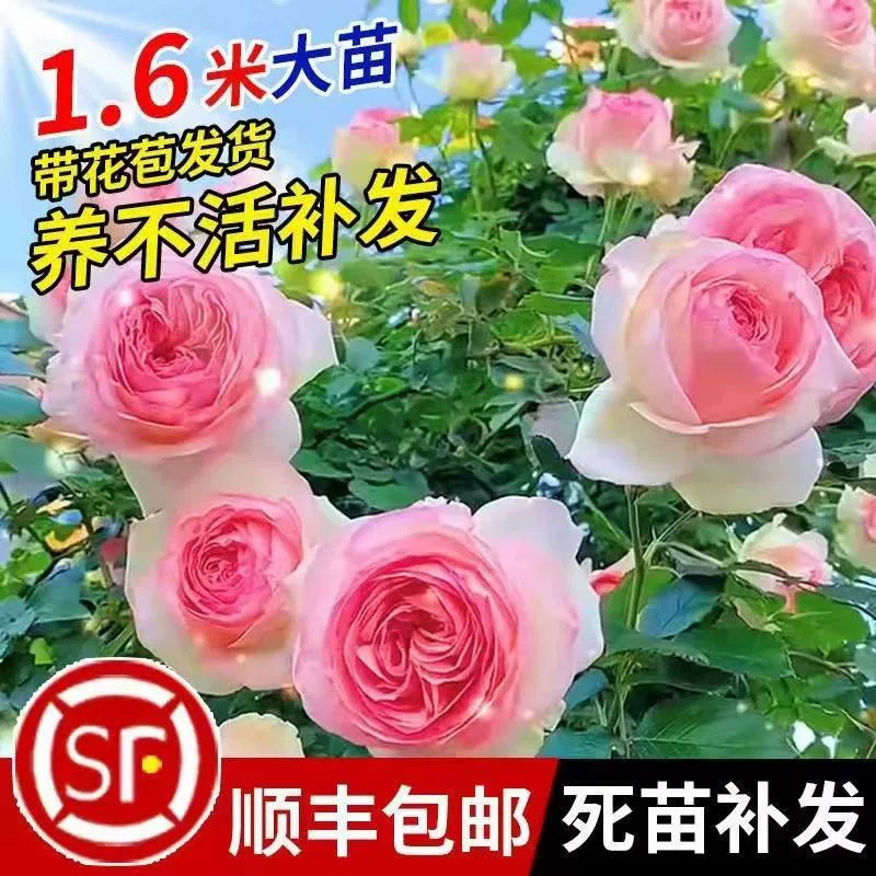 Европейская лоза цветок розы негабаритный цветок ароматный Four Seasons двор балкон вьющееся растение вьющаяся лоза Роза матриарх рассада