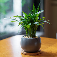 Mofacoco 桌面绿植棕竹小盆栽净化空气棕榈科北欧风观叶植物耐阴