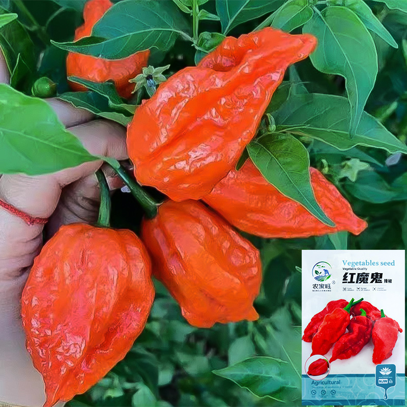 Red Devil Chili Seeds Extra Spicy Four Seasons Lantern Chili Broken Soul Chili Super Spicy Devil Chili Vegetable Chili Seeds Red Devil Chili Seeds Extra Spicy Four Seasons Lantern Chili Broken Soul Chili Super Spicy Devil Chili Vegetable Chili Seeds
