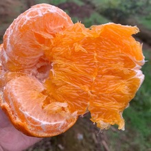 [顺丰]四川柑橘皇后甘平高端柑橘爆甜爆汁春节送礼推荐小金牛同款