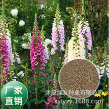 花卉公司批发多年生宿根花海种子毛地黄种子 春秋播种四季易活