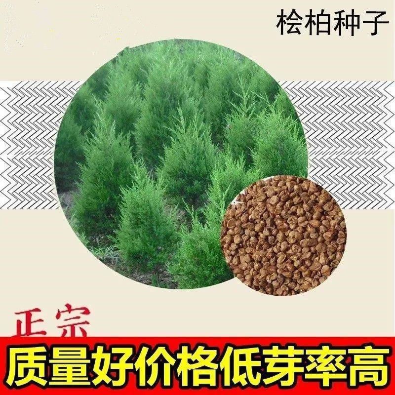 桧柏种子柏树种子塔柏种子侧柏种子松柏种子圆柏洒金柏籽