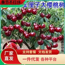 һl܇ӴҘڵԼ޽ԮYϱNֲ