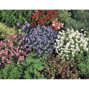 ��Benary �����ҷN�� Ų��ɭ�� ��ɫ 10-1000��