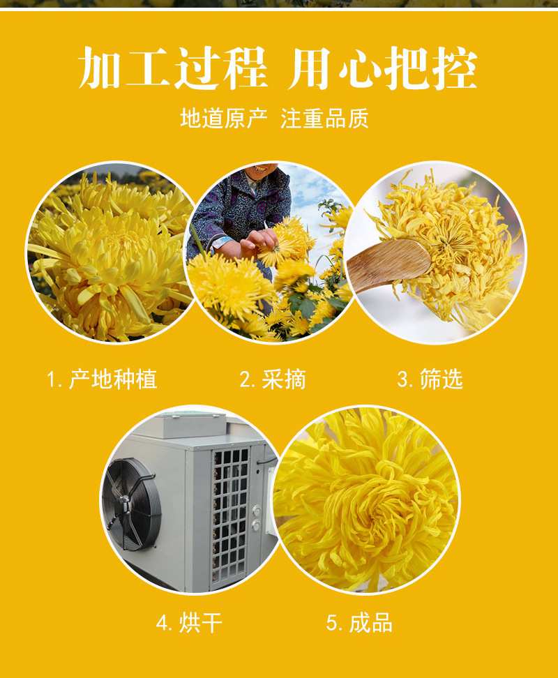 Golden Silk Imperial Chrysanthemum (Chrysanthemum morifolium) — Large-Flower Dried Herbal Tea from Huangshan preparation
