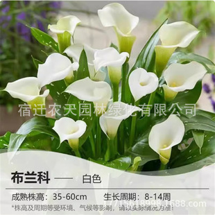 �R���庣���ˮ�໨�ܾGֲ��ɫ�R��ɏ���������҃��ֲ̨���R��ɏ