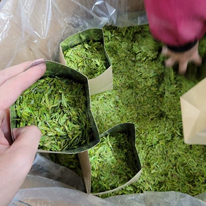 Чай Лунцзин, зеленый чай, прямые продажи с завода