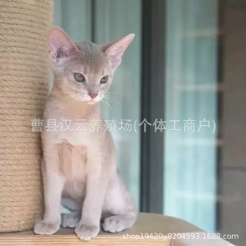 阿比西尼亚猫定制小鹿色猫原始色猫活体幼猫不掉毛猫宠物