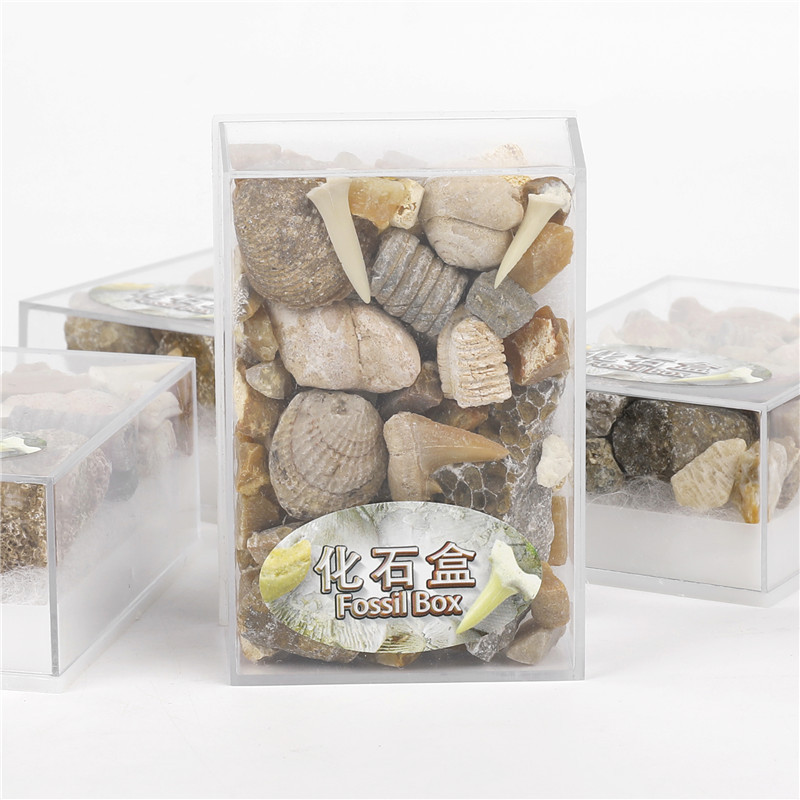 Factory spot mixed fossil ore specimen popular science mineral rock museum teaching gravel specimen material
