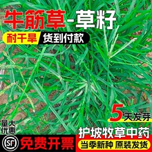 �͸���ţ��ݷN���F�����o�²������زݽO�����o�·N�ӷ�ˮ����ʧ