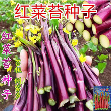 �t��̦�N�Ѽt���ķN���߲˷N�̨�ˈ@����ͥԺ�ļ��t������{�N��