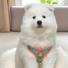 定制萨摩耶雪橇犬宠物活体狗狗中型护卫犬工作犬家庭伴侣犬小狗