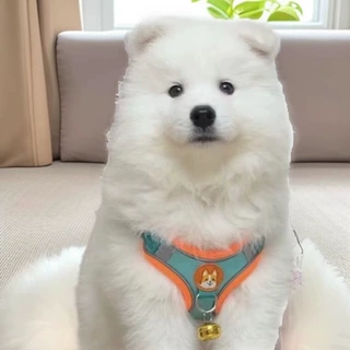 定制萨摩耶雪橇犬宠物活体狗狗中型护卫犬工作犬家庭伴侣犬小狗