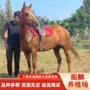 一匹景点旅游蒙古马