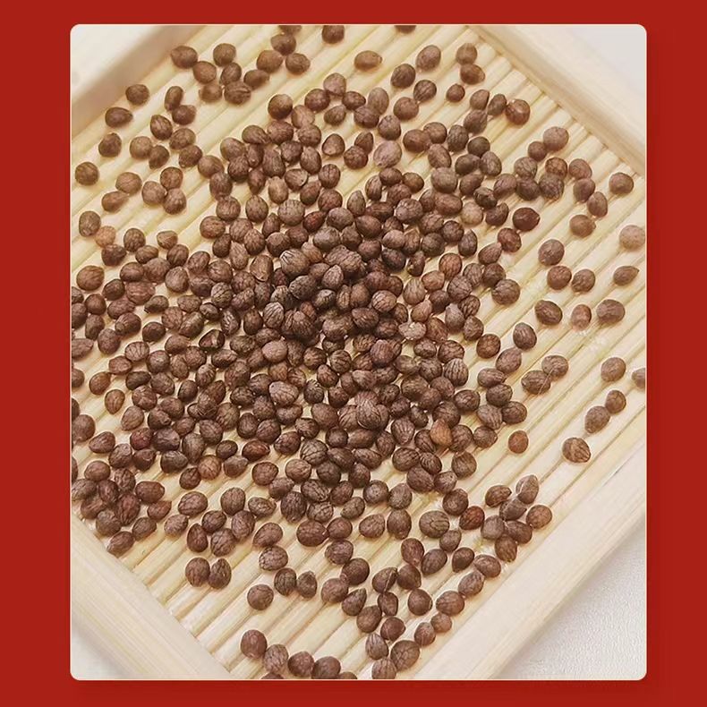 Perilla Seed Zi Su Zi 500g Dried Edible Herb for Tea Soup and Culinary Use quality and texture