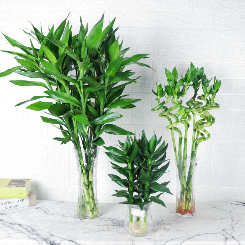 Бамбук Фортуна: гидропонные растения, комнатные цветы в горшках, зеленые растения, цветы для гостиной, выращенные в воде, потово, бамбук удачи, бонсай