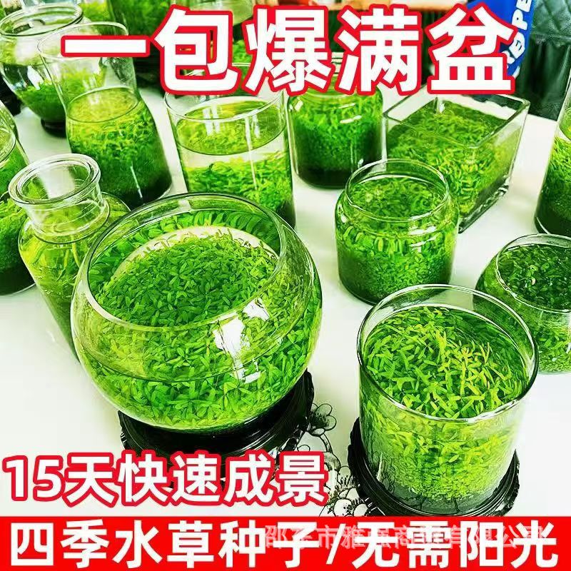 Dropshipping Water Plant Seeds Water Plant Mud Ecological Household Creative Fish Tank Glass Bottle Hydroponic Plant Four-Season Landscaping