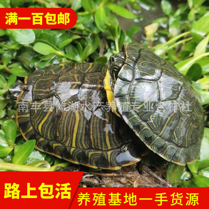 Wholesale of Brazilian turtles from the outer pond, fortune turtles, night market stall small turtles, cute pet turtles, red-eared turtles, live baby turtles Wholesale of Brazilian turtles from the outer pond, fortune turtles, night market stall small turtles, cute pet turtles, red-eared turtles, live baby turtles