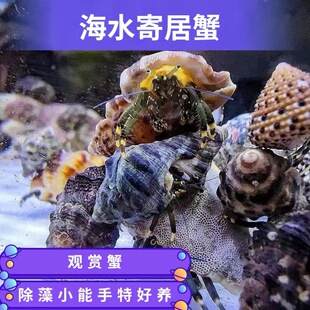 Ocean Hermit Crab Live Marine Life Clear Tank Eating Algae and Residue Ornamental Live Red-Footed Hermit Crab Algae Removal