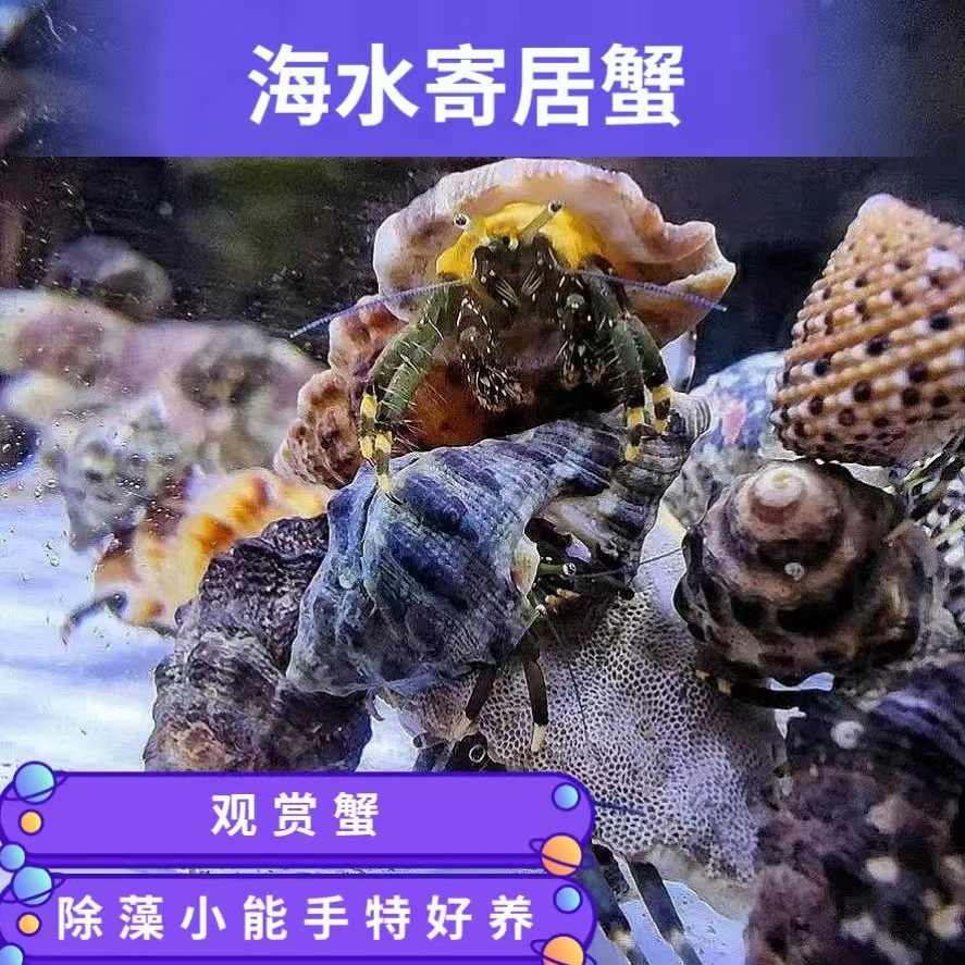 Морской краб-отшельник живой морской жизни очищает аквариум, ест водоросли и ест остатки