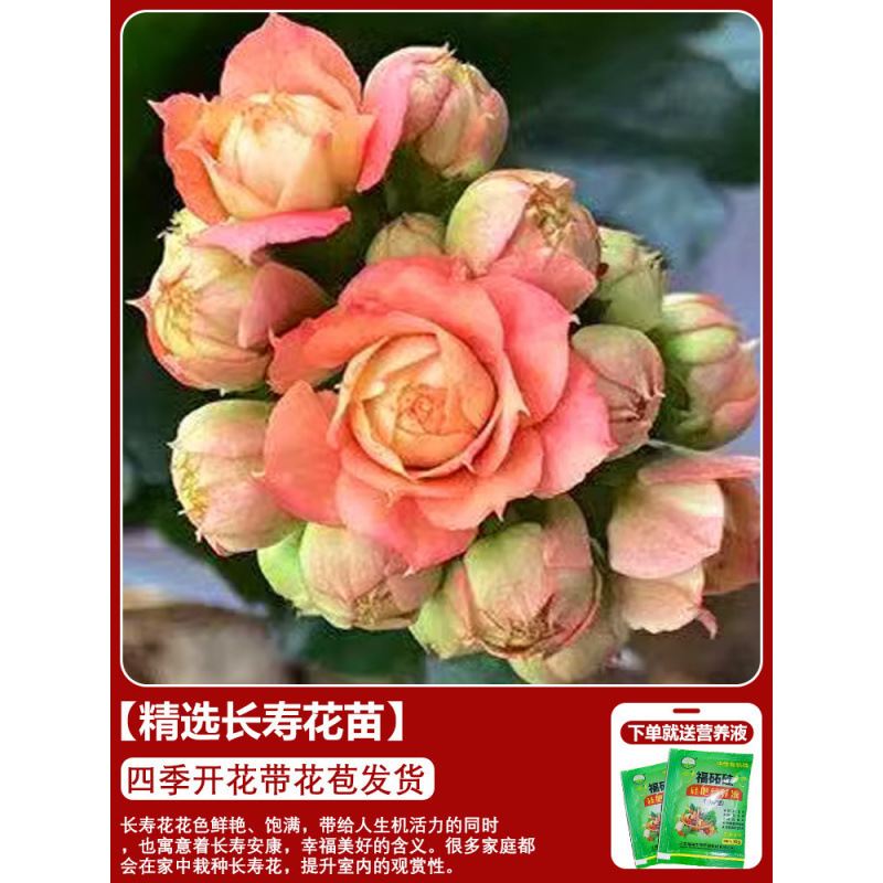 長寿の花 鉢植え 二重金キツネ 大輪 花のつぼみ付き 花苗 四季咲き 室内咲き 育てやすい花植物|undefined