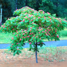 һ�����l�Ϛg������q�����е��L�����ͥԺ�ͺ������̾G���Nֲ