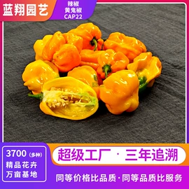 种子;种球;鸟食