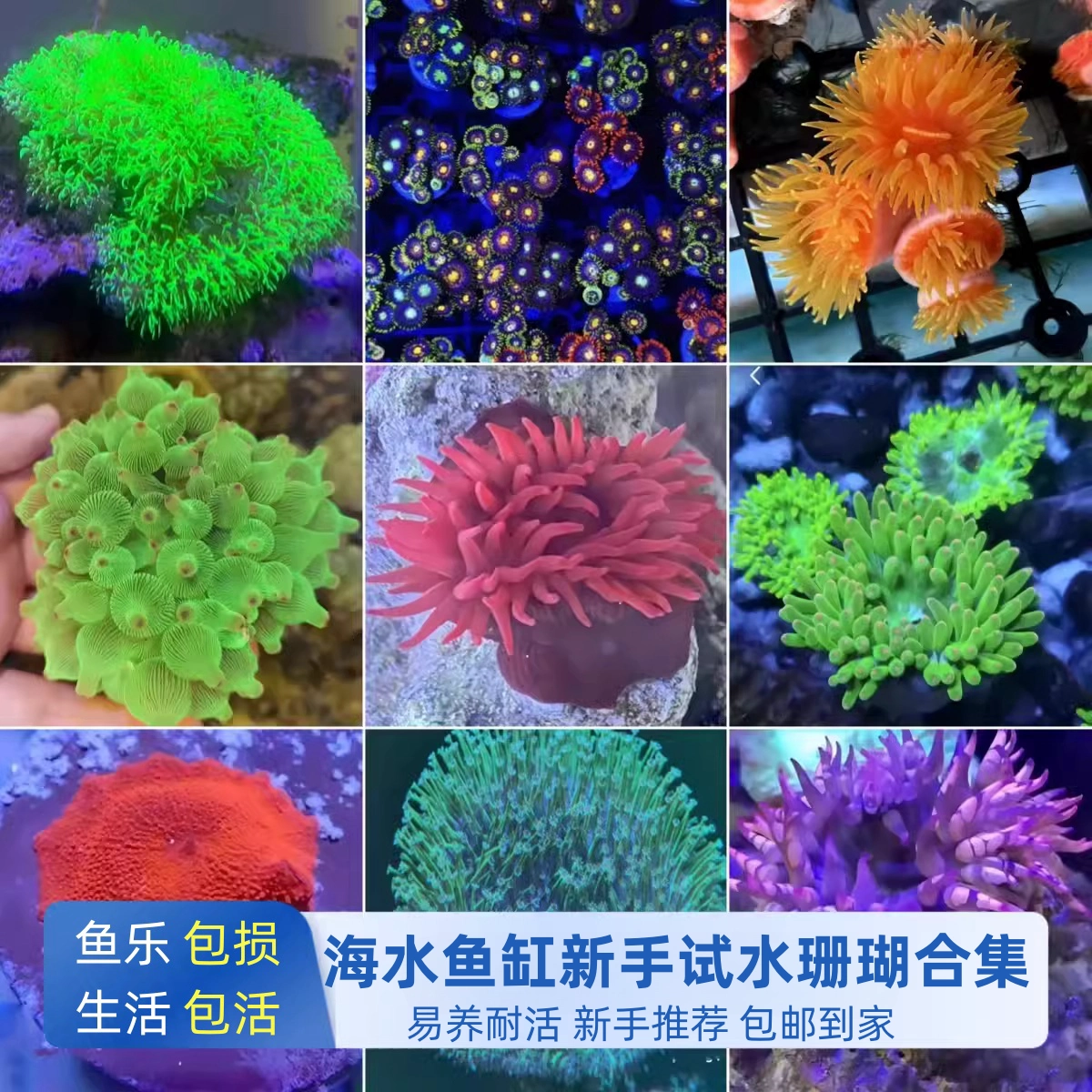 Аквариум с морской водой, коралловый комплект для начинающих, кнопка для газонокосилки, простой в обслуживании и долговечный для открытия аквариума, тест на воду, живой коралл, комплект для повреждения, живой