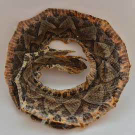 蕲蛇干/五步蛇干/大量供应/经营利用许可/质优价美/符合药典标准