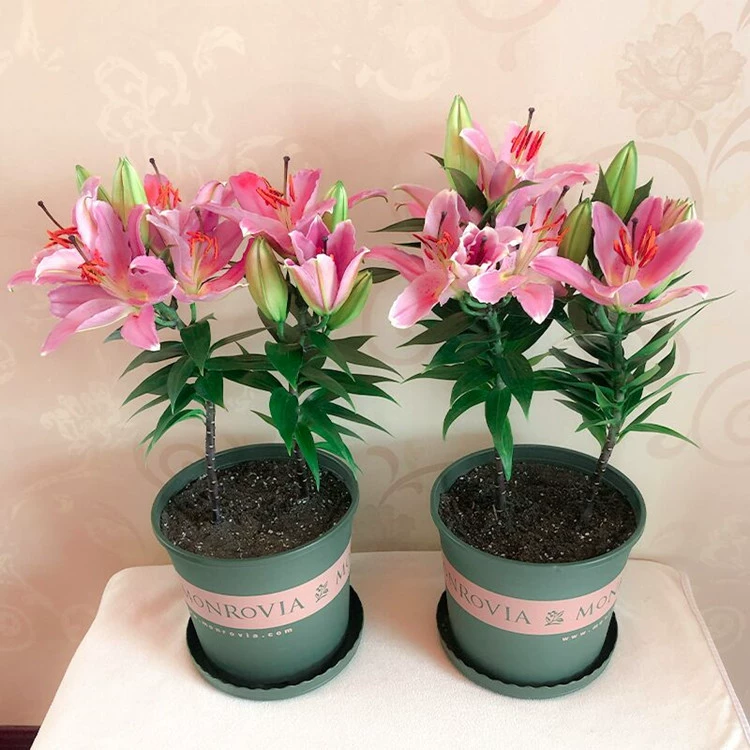 Оптовые духи семена лилии мяч горшечные лилии Семена мяч вырезать лилии почвы белый розовый красный желтый