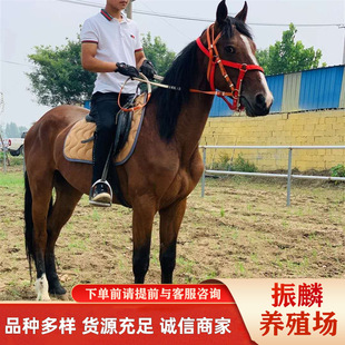 һƥ���w���R��Ӗ�õĻ��w�T���R��Ѫ�R�R�xِ�R�R�x��Ѫ�R