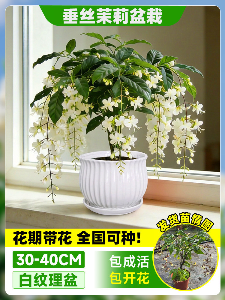 Flores de jazmín en maceta, flores de fragancia fina, fáciles de cultivar en interiores y exteriores, flores perennes ornamentales. image 11