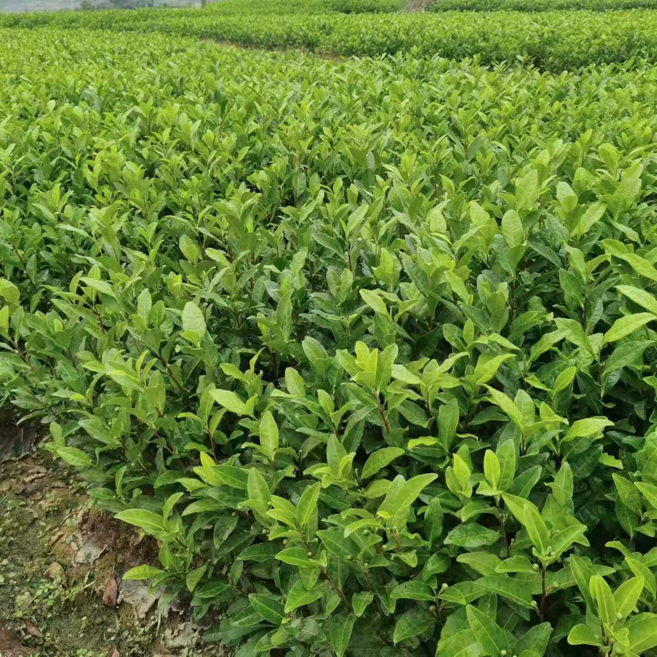 安吉白茶苗白叶一号茶叶树苗白茶无性系扦插繁殖福建茶苗