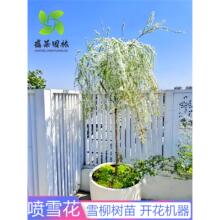 雪柳植物喷雪花苗盆栽花卉绿植珍珠梅绣线菊大苗雪柳的鲜枝条雪梅