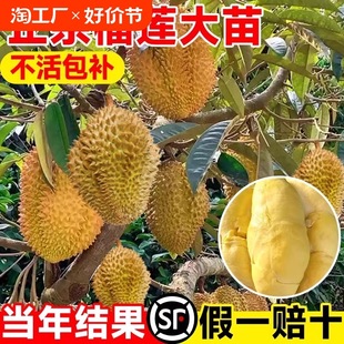 ��ɏ������ϱ����N������ɏ���ڏV���޽�؈ɽ����������ˮ������