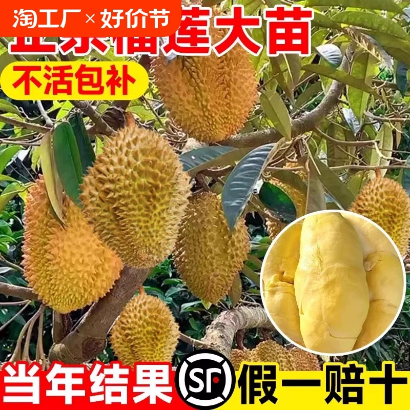 Саженцы дерева дуриана для посадки в северных и южных регионах, настоящий дуриан Golden Pillow с прививкой из Гуанси, саженцы миниатюрных фруктовых деревьев в горшках.
