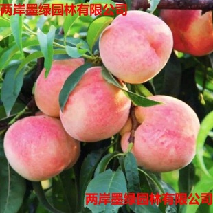 �Ҙ����޽��Ҙ���ˮ���Ҙ����S�Ҙ��箔��Y���Ϸ������Nֲ����