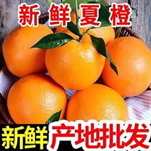 爆甜正宗伦晚脐橙秭归橙子新鲜9斤10大果当季夏果冻橙5斤冰糖甜橙