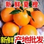 秭归大果新鲜正宗脐橙