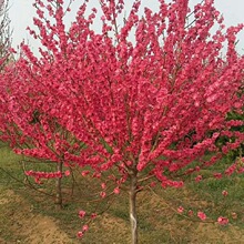 供应红花碧桃紫叶花桃 青叶碧桃基地直销工程绿化苗批发量大从优