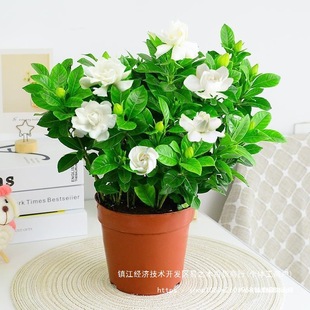 �d�ӻ����Ծ�����ˮ�����򻨻ܾGֲ���҃��ļ��_���͏d���;G�jѩ