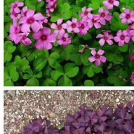 乔木;灌木;盆栽