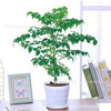 Little Happiness Tree Potted Plant Plant Four Seasons Changqing Office Outdoor Outside Outdoor Bonsai Desktop Flowers Green Plant