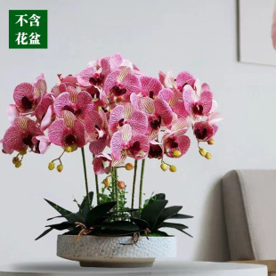 �ҾӔ[��6�^�����m���滨 3d�ٲ������bٻ����滨��c�����m