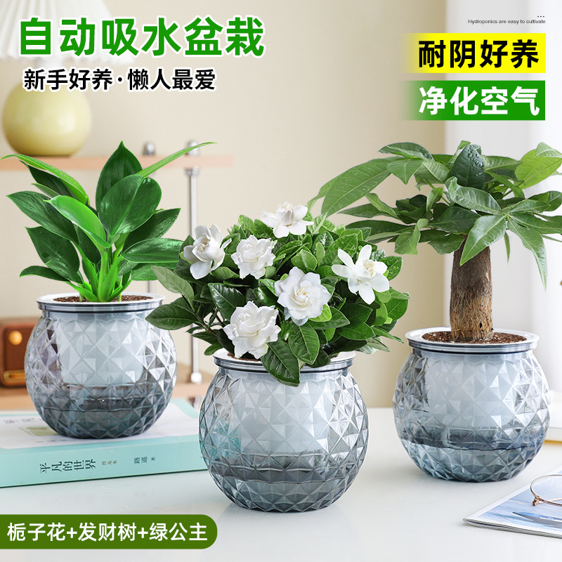 [인기 패키지] 치자나무 + 머니트리 + 그린 프린세스