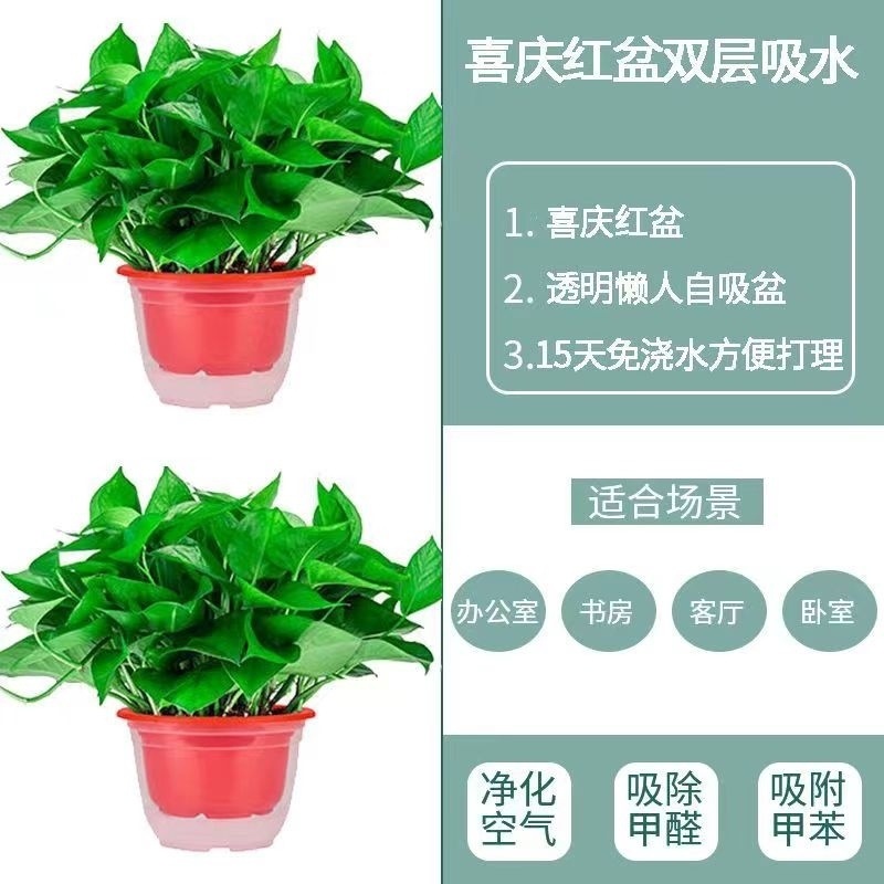 빨간 화분 60개, 화분 2개 + 흡수성 화분 + 액체 1개