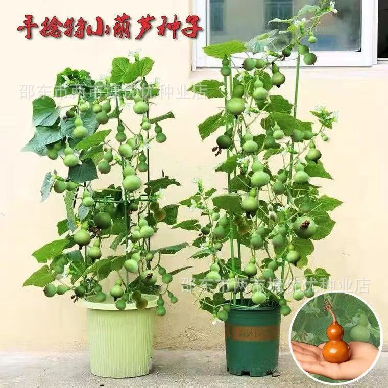 盆栽特小葫芦种子手捻葫芦种籽阳台观赏文玩金色葫芦四季播小葫芦