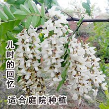 洋槐花苗刺槐树苗食用槐花苗观赏香花槐苗白槐花南北方种植盆地栽